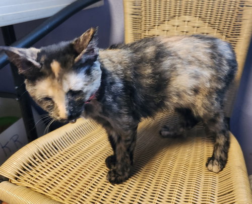 MADISON LOU - Domestic Short Hair available for adoption