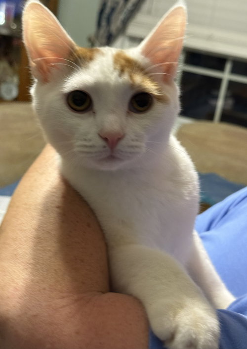 picture of the cat needing adoption