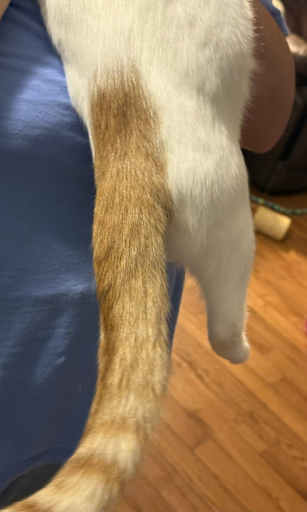 Amaretto
