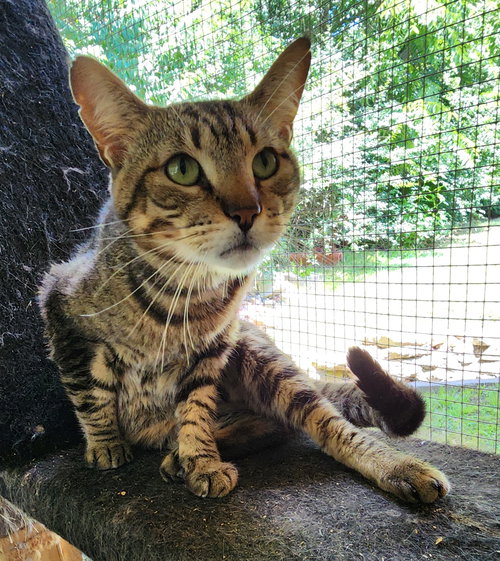 TOBY - Domestic Short Hair available for adoption
