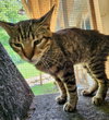 Toby - Photo 2