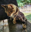 Toby - Photo 3