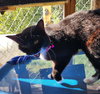 Zoey - Photo 3
