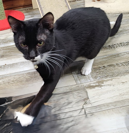 Carlton, an adoptable Domestic Short Hair in Crossville, TN