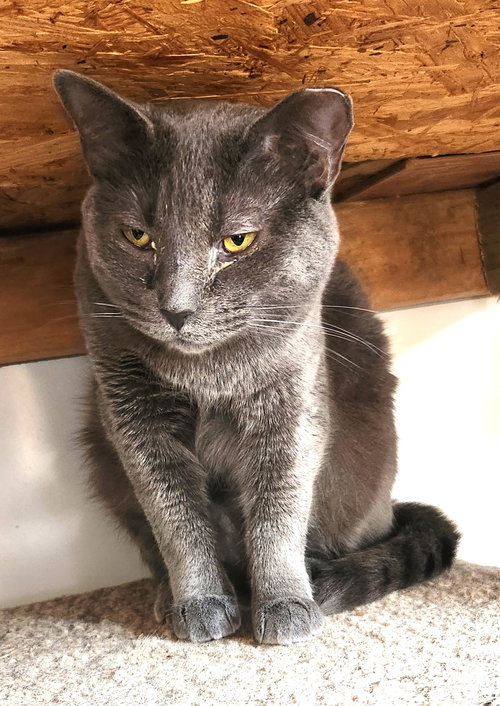 Sophie, an adoptable Domestic Short Hair in Crossville, TN