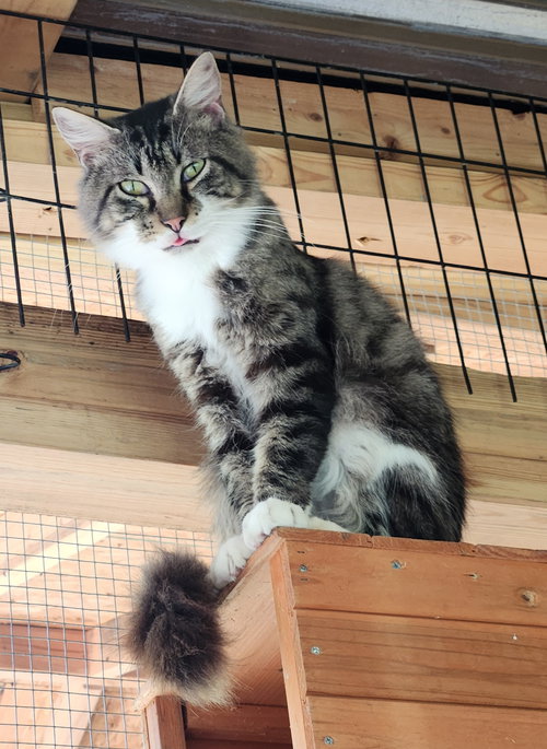 JACKSON JR. - Domestic Medium Hair available for adoption