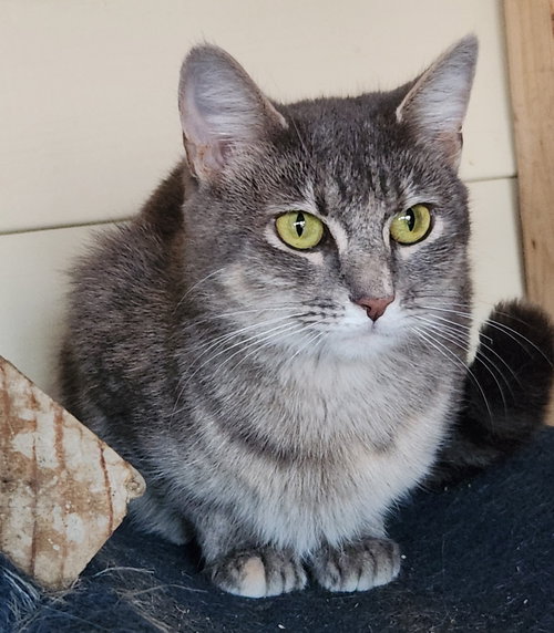 JOYOUS - Domestic Short Hair available for adoption