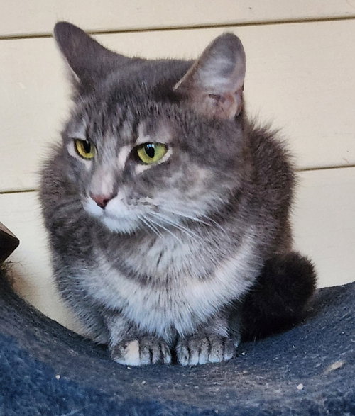 JOYOUS - Domestic Short Hair available for adoption