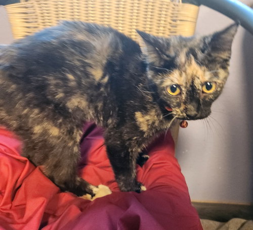 ADDISON LOU - Domestic Short Hair available for adoption