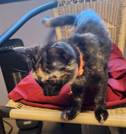 ADDISON LOU - Domestic Short Hair available for adoption