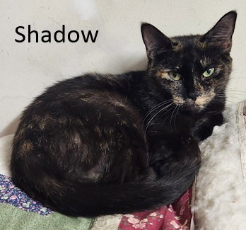 Shadow Image