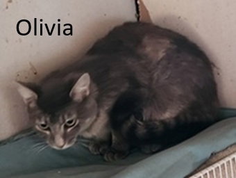 OLIVIA - Domestic Short Hair available for adoption