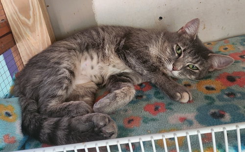 OLIVIA - Domestic Short Hair available for adoption