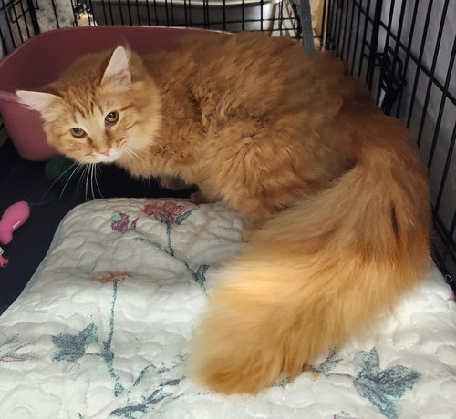picture of the cat needing adoption