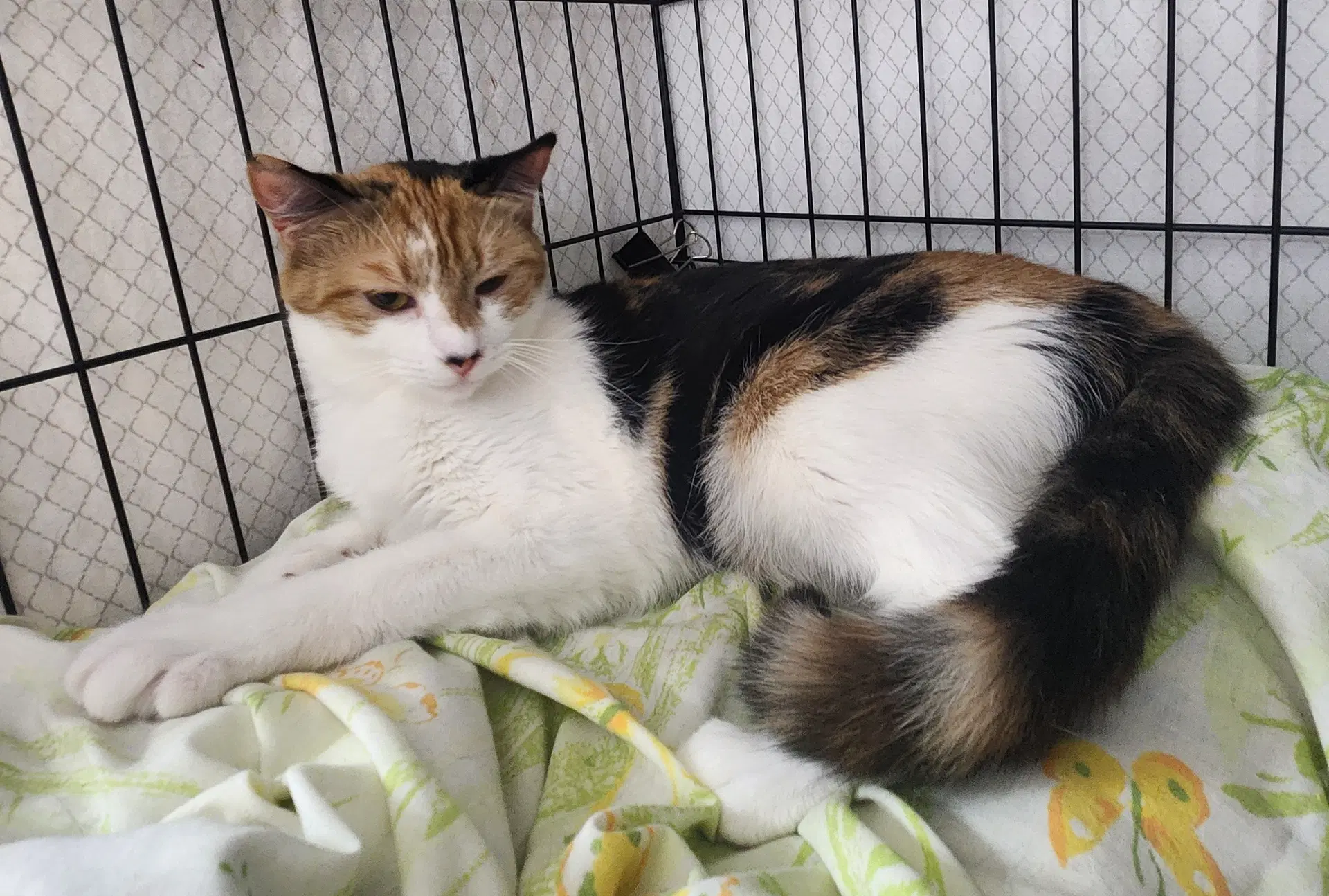 Mermaid - Domestic Short Hair