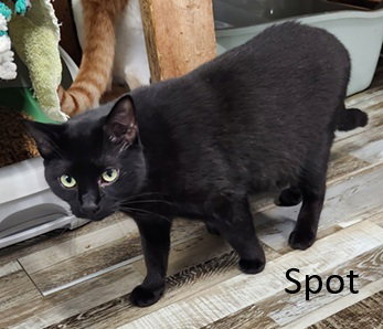 Spot Image