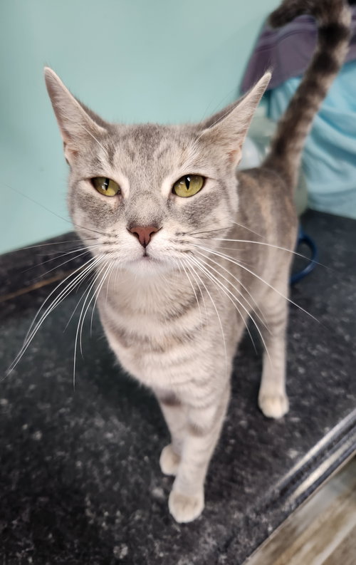 picture of the cat needing adoption