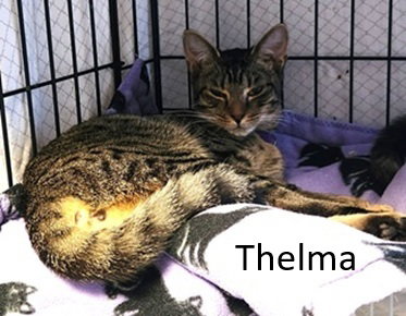 Thelma, an adoptable Domestic Short Hair in Crossville, TN