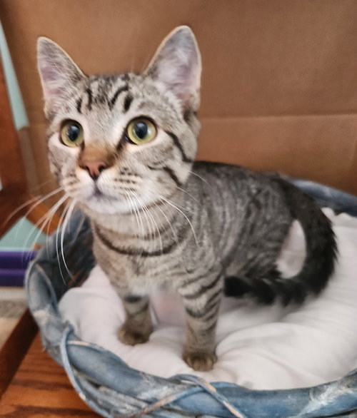 Thelma, Young Domestic Short Hair (short coat), cat for adoption in Crossville, Tennessee