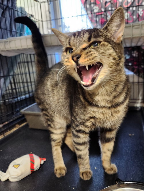 BOOBERRY - Domestic Short Hair available for adoption
