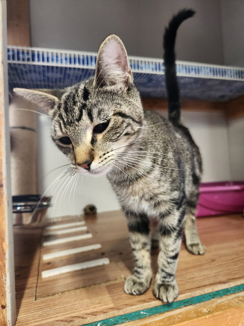 Grouchy, Young Domestic Short Hair (short coat), cat for adoption in Crossville, Tennessee