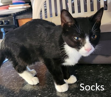 Socks, Young Domestic Short Hair (short coat), cat for adoption in Crossville, Tennessee