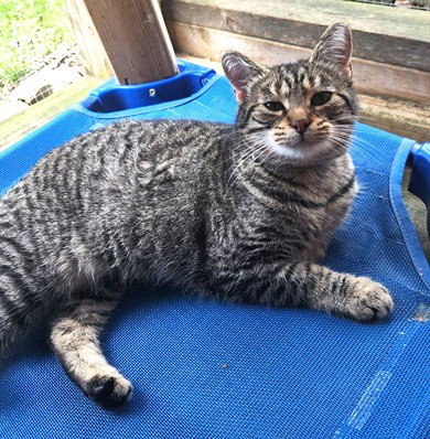 Isis, an adoptable Domestic Short Hair in Crossville, TN