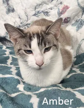 Amber - Domestic Short Hair
