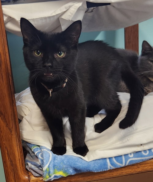 Ike, Young Domestic Short Hair (short coat), cat for adoption in Crossville, Tennessee