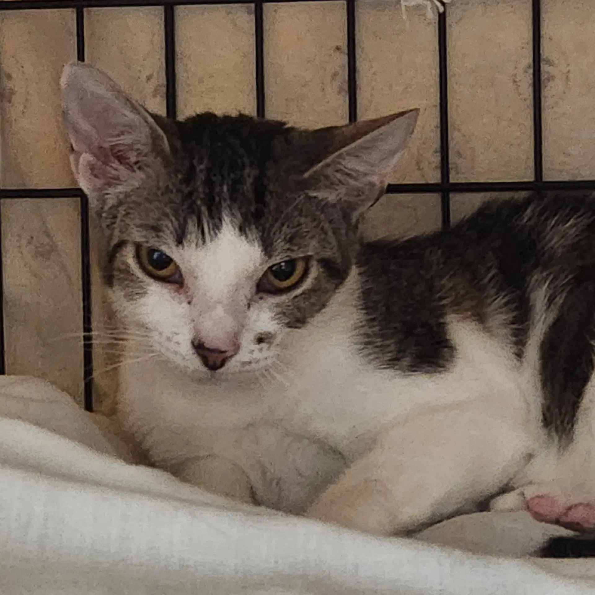 Topaz - Domestic Short Hair