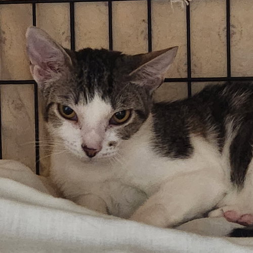 Topaz, a cat for adoption from Wild About Cats of Cumberland County