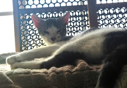 Photo 2 of Topaz