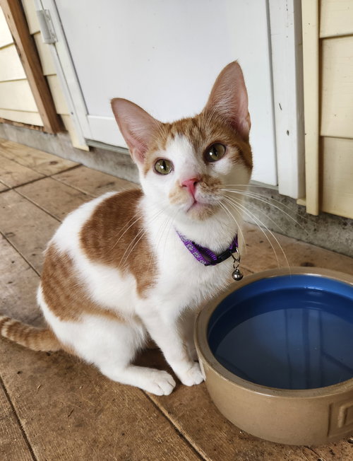 Champ, Young Domestic Short Hair (short coat), cat for adoption in Crossville, Tennessee