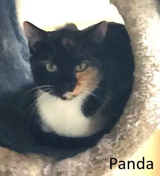 Panda - Domestic Short Hair