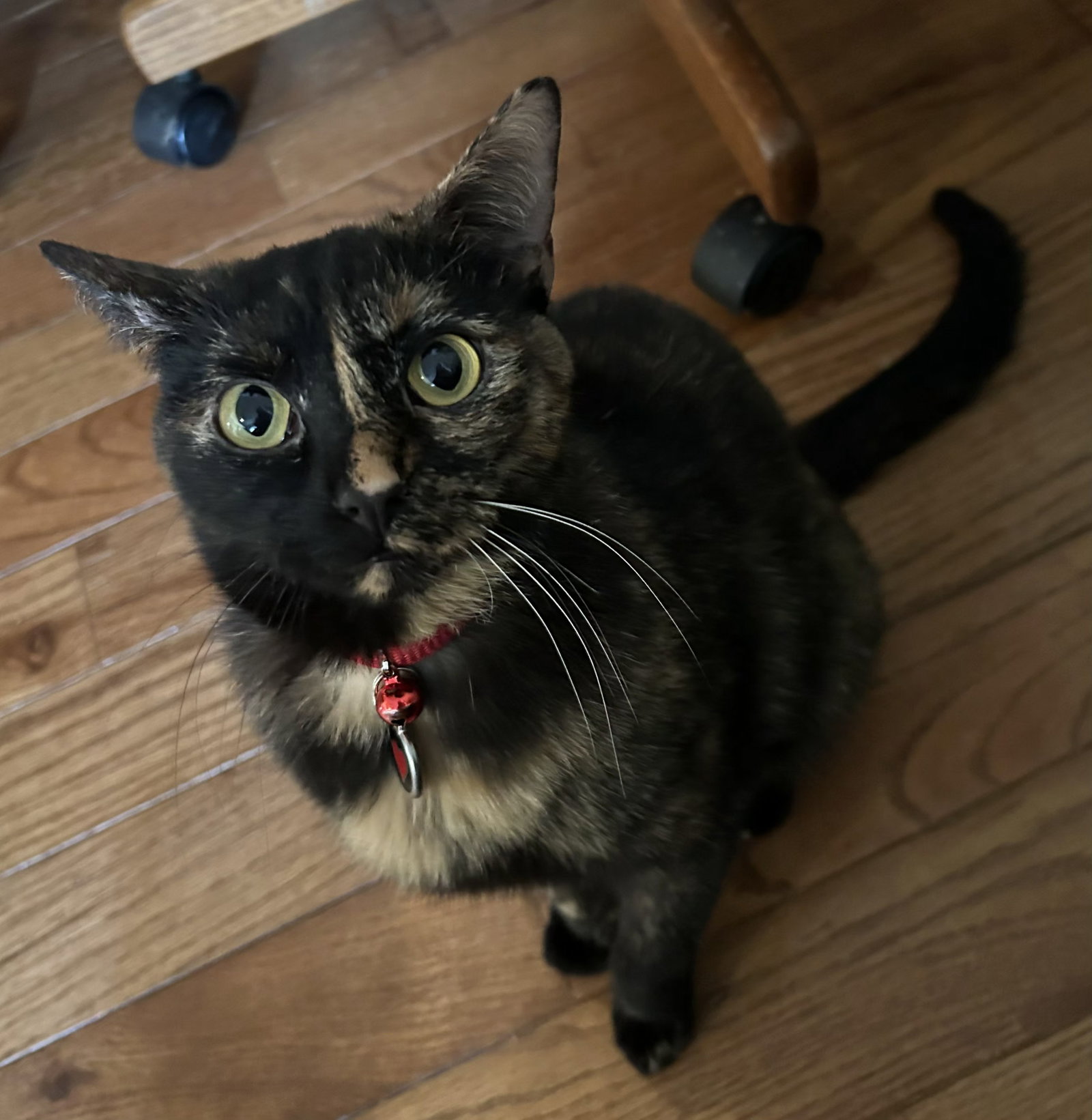 Trixie Image