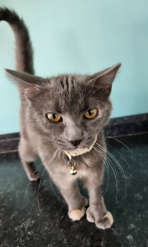 Hazel, an adoptable Domestic Short Hair in Crossville, TN