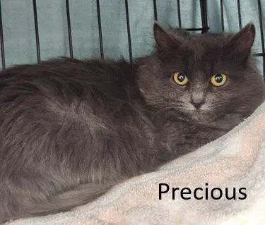 Precious - Domestic Long Hair