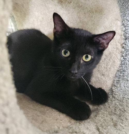 Prez, Young Domestic Short Hair (short coat), cat for adoption in Crossville, Tennessee
