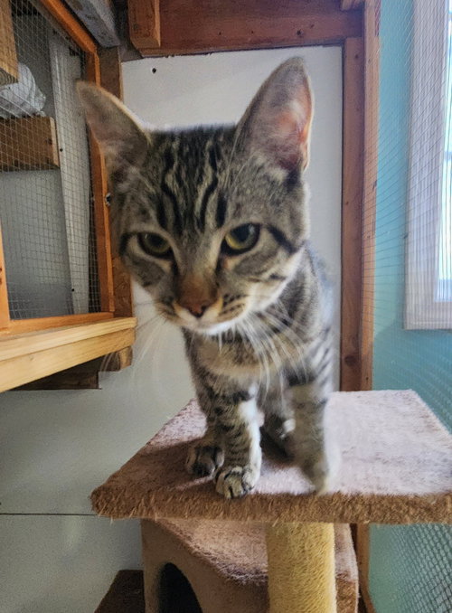 Myrrh, Young Domestic Short Hair (short coat), cat for adoption in Crossville, Tennessee