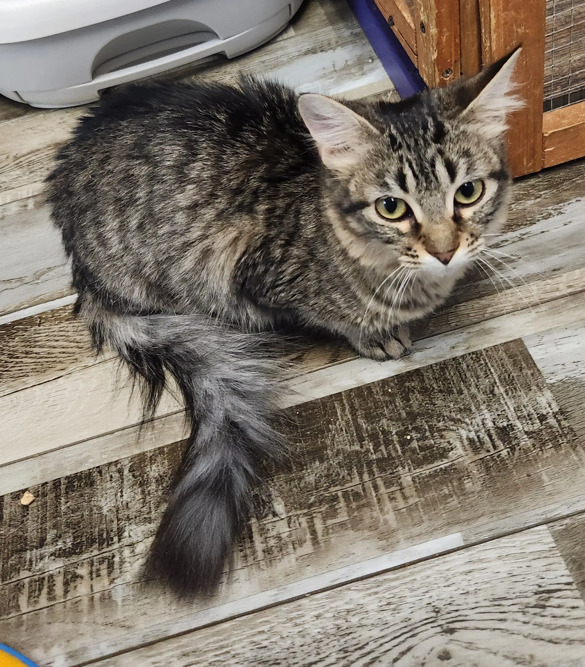 Trinity - Domestic Medium Hair