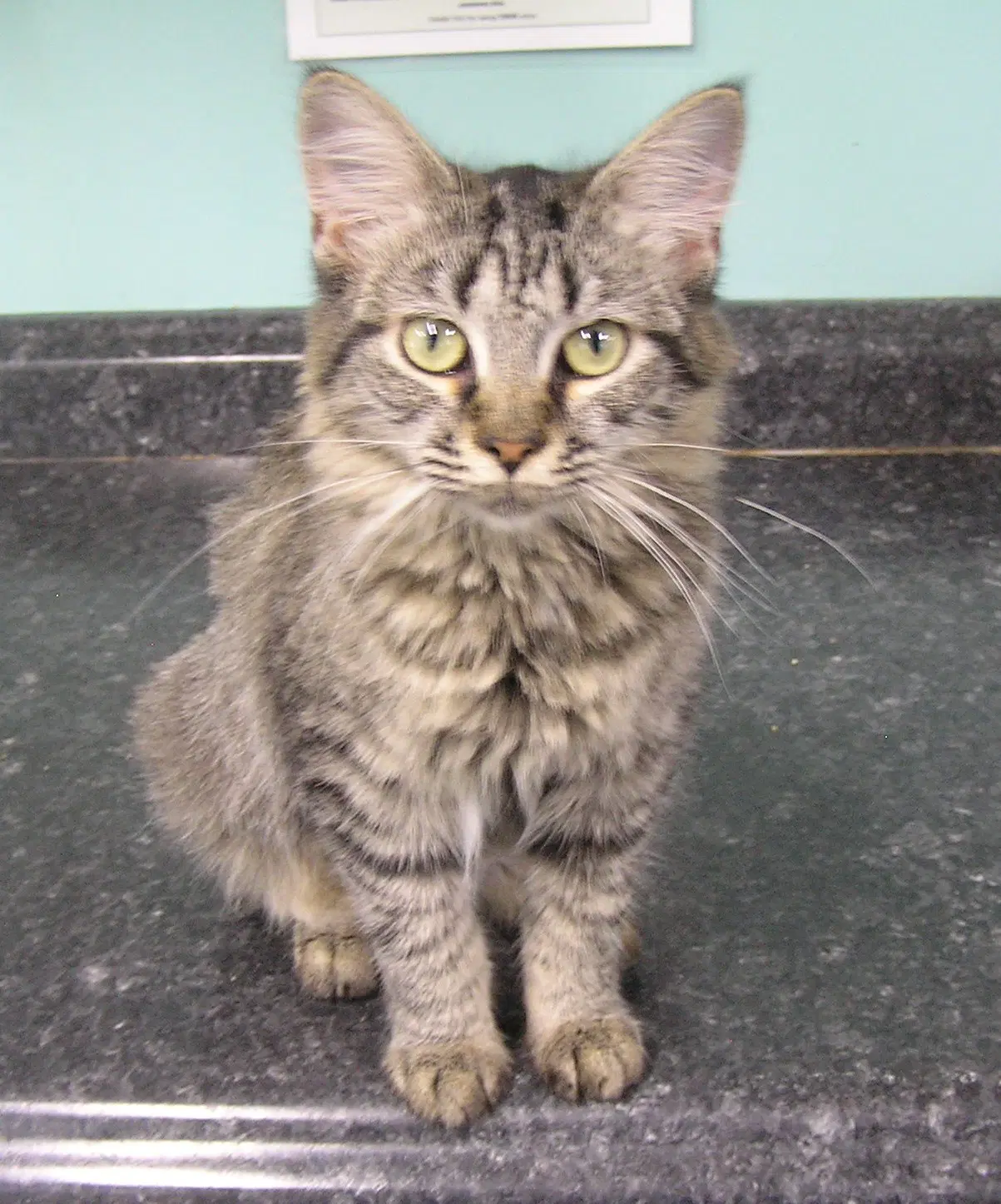 Trinity - Domestic Medium Hair
