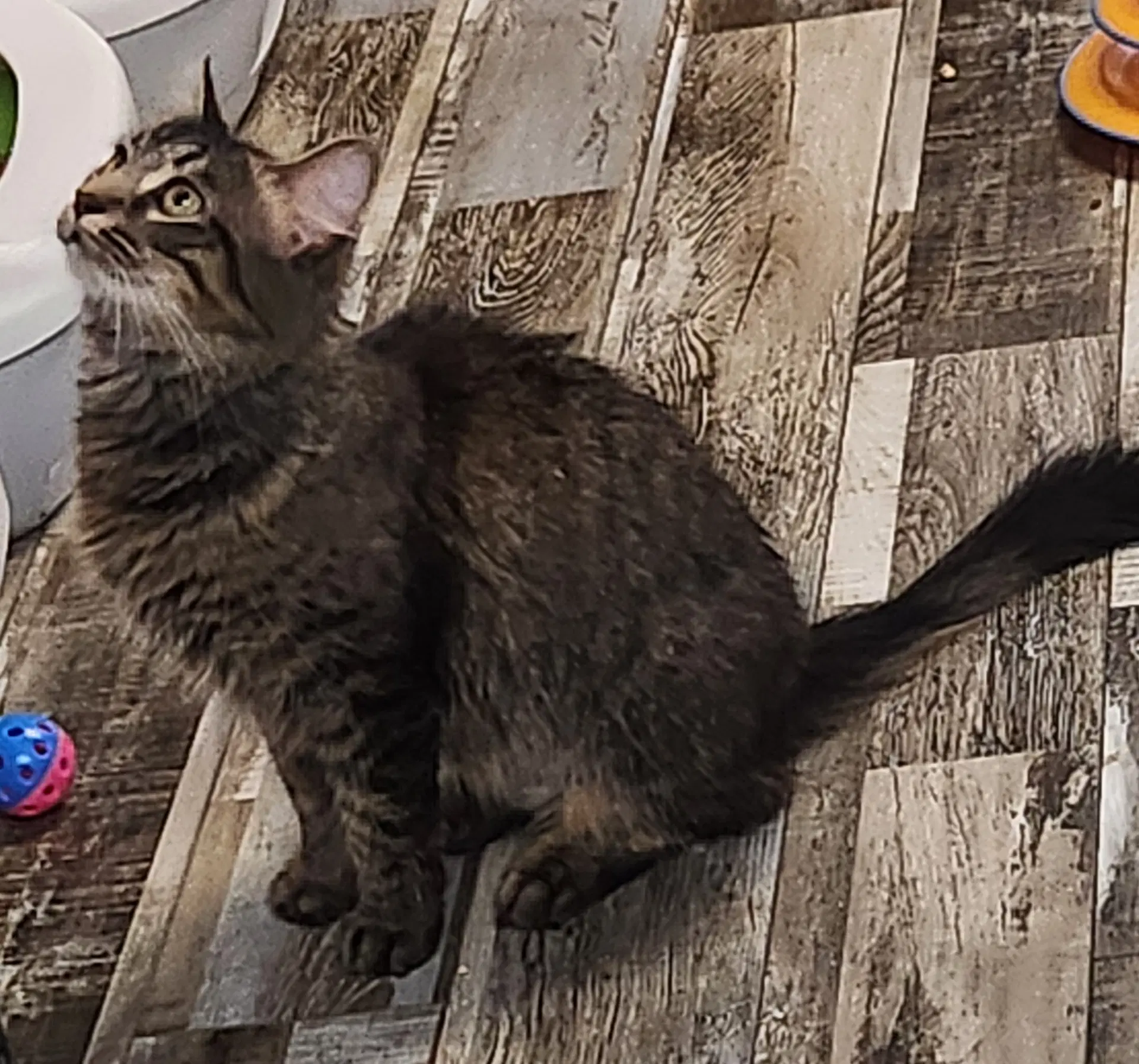 Tabitha - Domestic Medium Hair