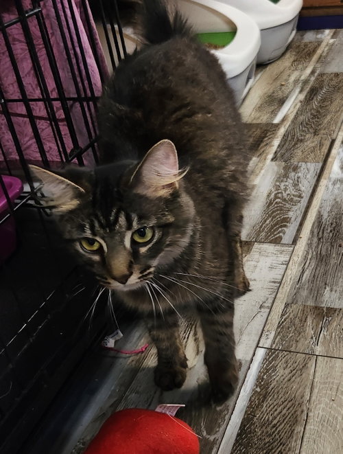 Photo 2 of Tabitha