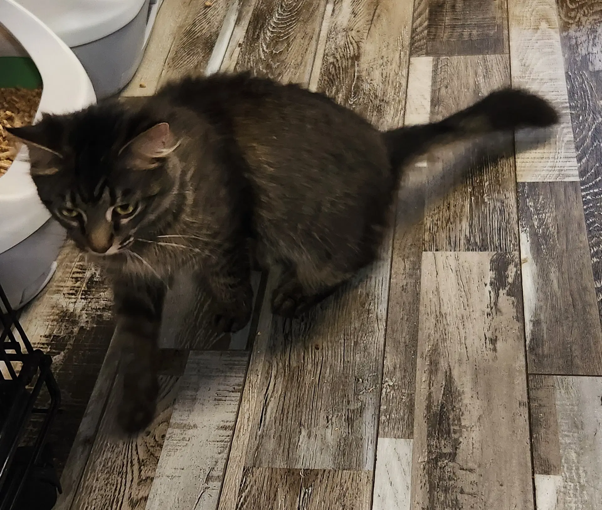 Tabitha image 3