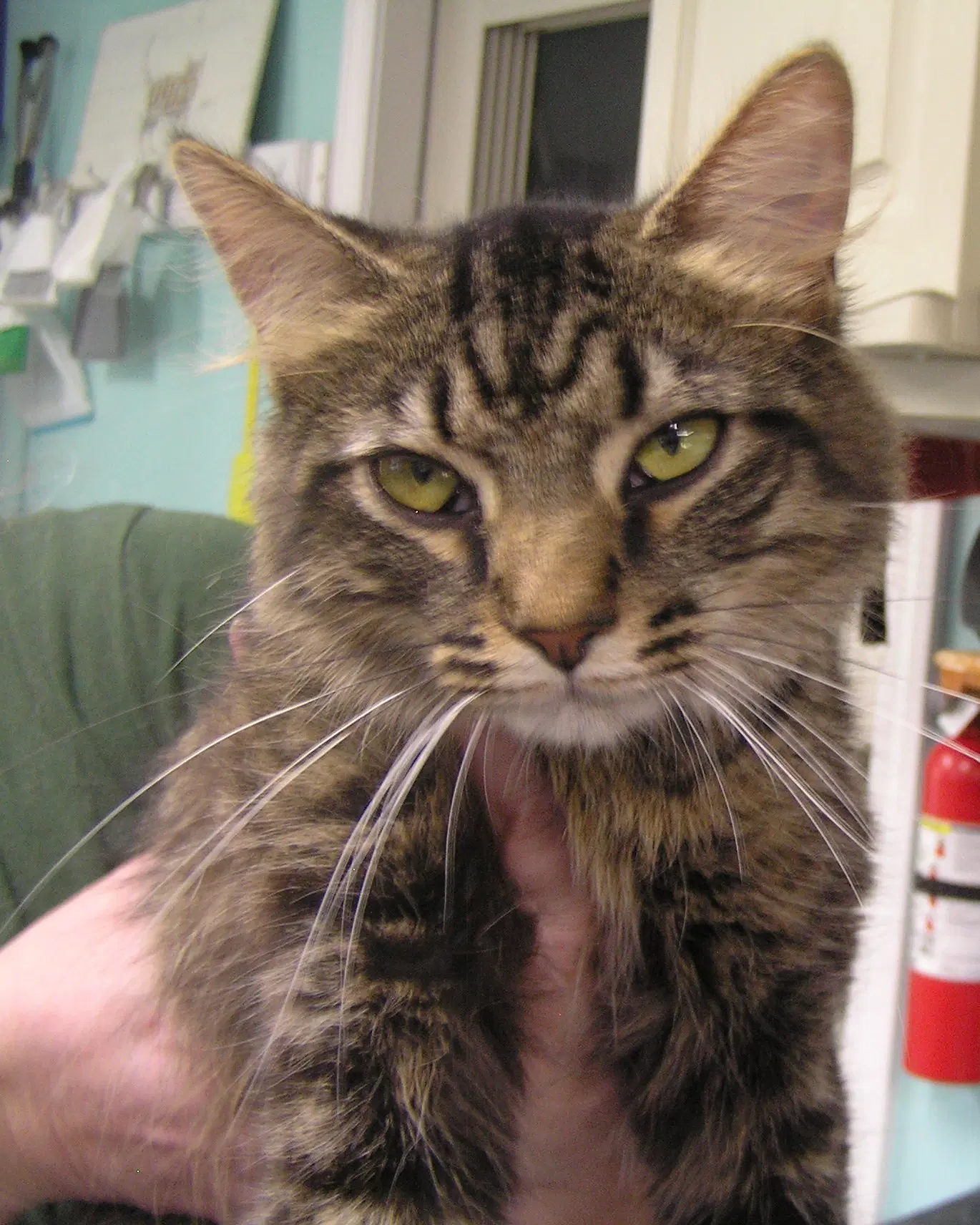 Tabitha - Domestic Medium Hair