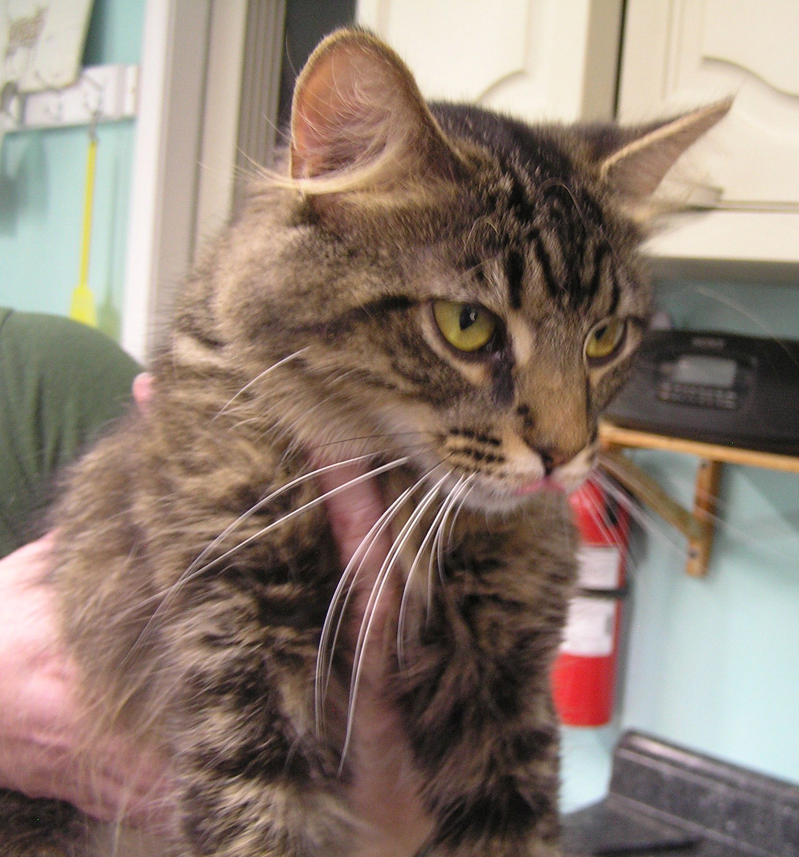 Tabitha, photo 2