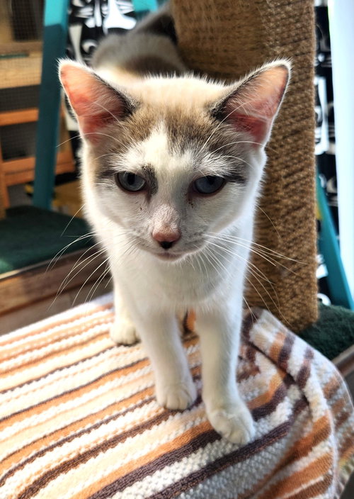 Meatball, Domestic Short Hair / Siamese (short coat), cat for adoption in Crossville, Tennessee