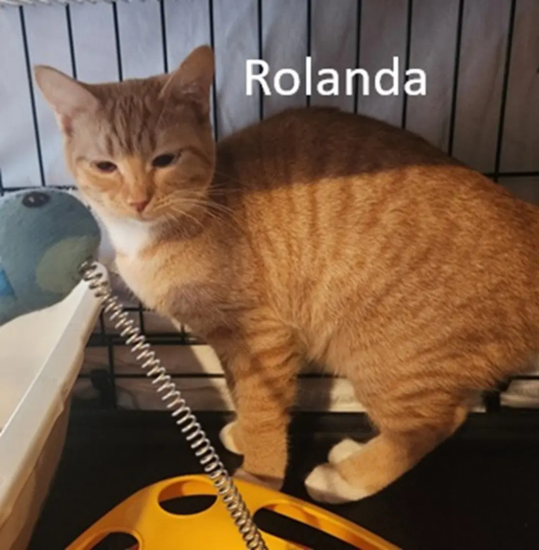 Rolanda - Domestic Short Hair