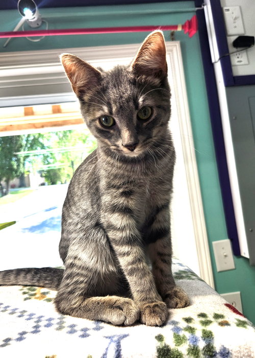 Tornado, Young Domestic Short Hair (short coat), cat for adoption in Crossville, Tennessee
