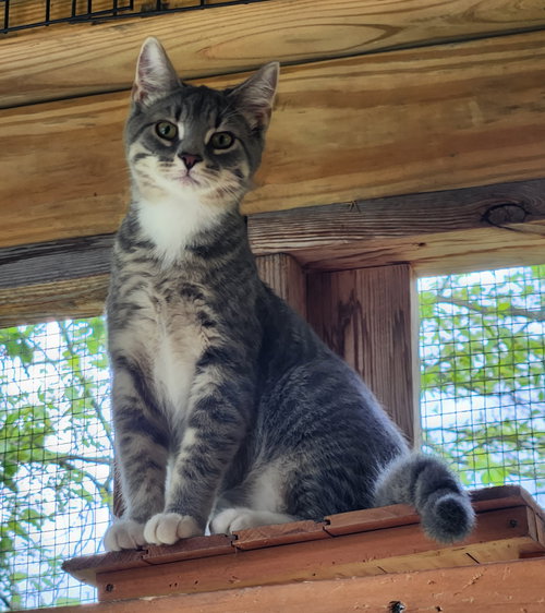 Smokie, Young Domestic Short Hair (short coat), cat for adoption in Crossville, Tennessee